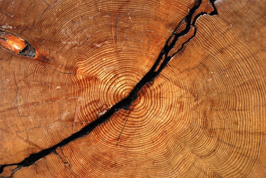 Growth Rings_Small
