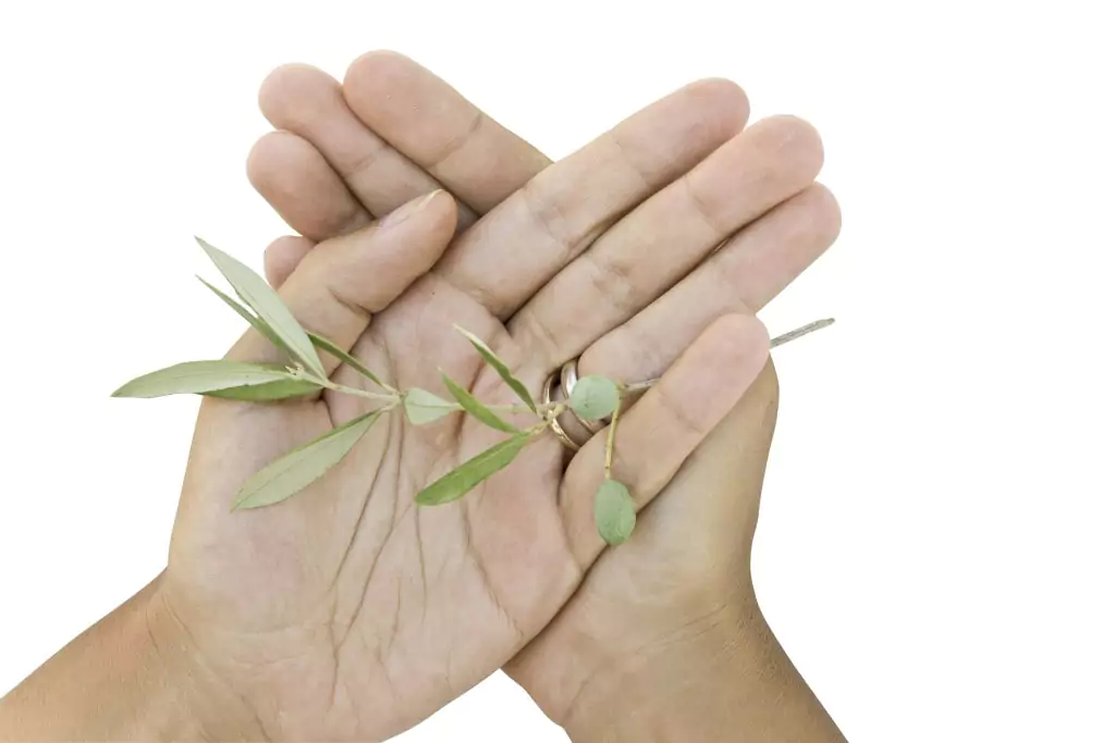 Hands presenting an olive branch