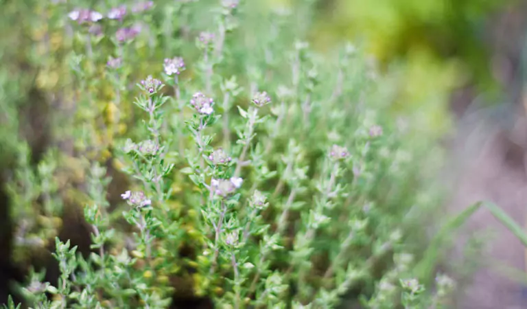 Thyme plant has natural germ-fighting qualities